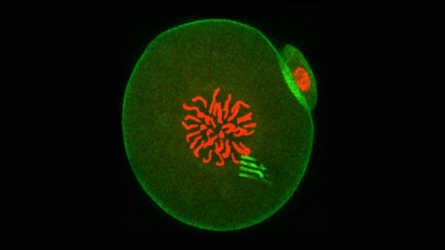 Fluorescence Image of An Early Embryo Containing a Device