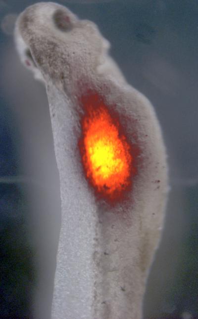 Functioning Eye in Back of Frog Embryo