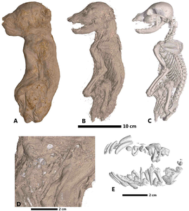 Fig 11. Rendering of the mummy MHNGr.ET.1023 (dog).