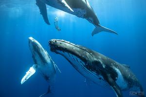 Baleen whales evolved a unique larynx to comm - Vimarsana News