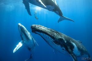 Humpback whales