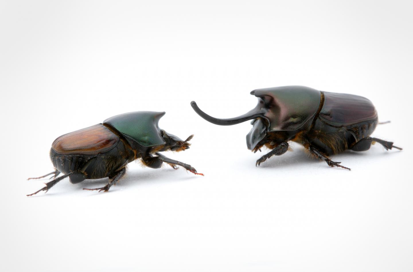 Two Beetles of the Genus <em>Onthophagus</em>