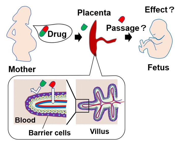 Figure 1. Some drugs can cross the placental barrier and reach the fetus