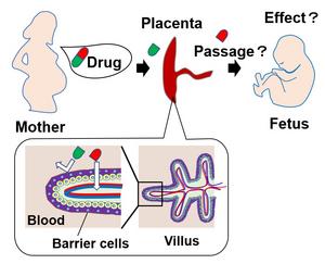 Figure 1. Some drugs can cross the placental barrier and reach the fetus