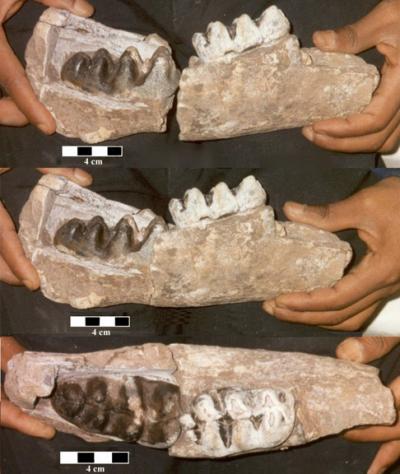 Elephant Family Tree