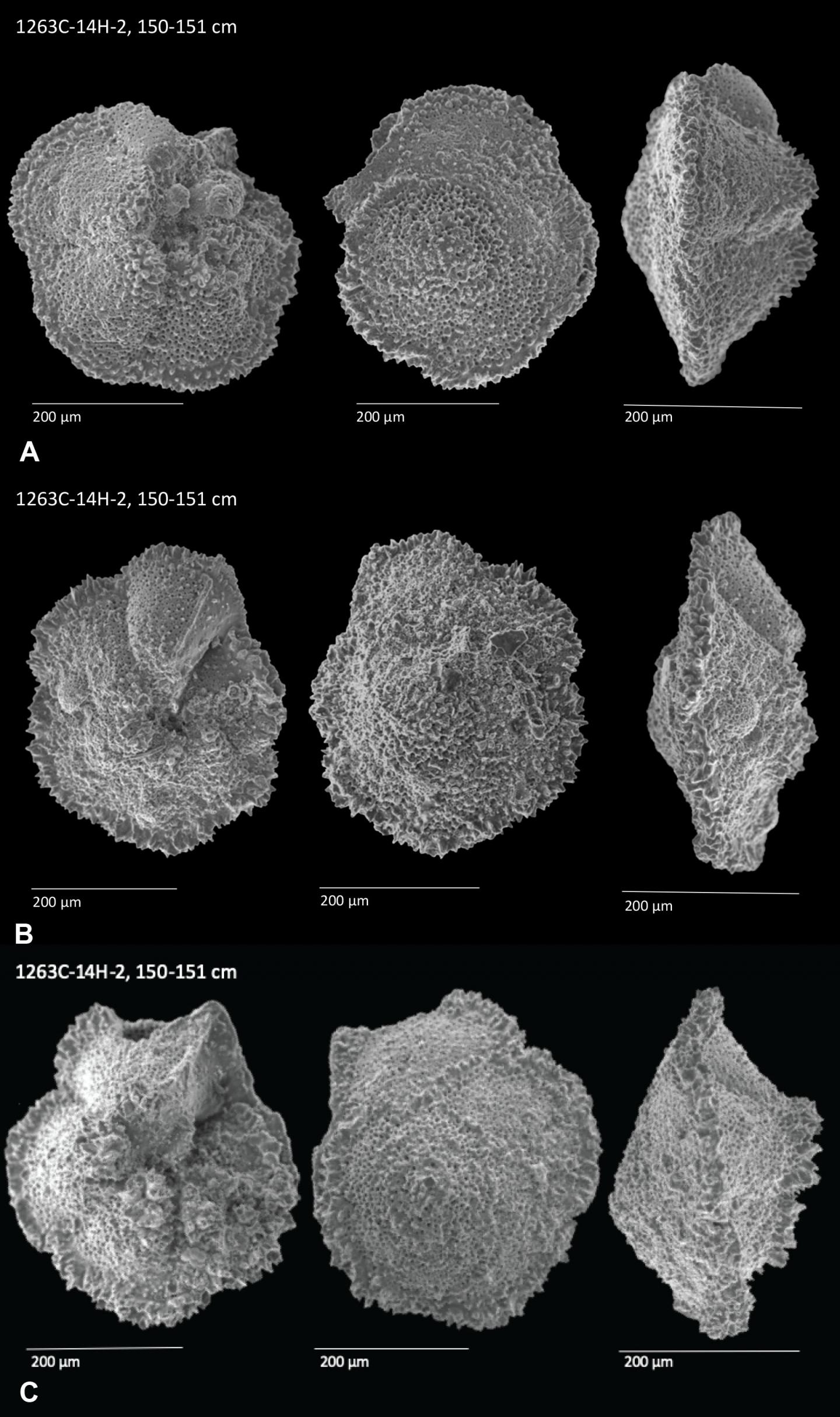 Foraminifera sampleS