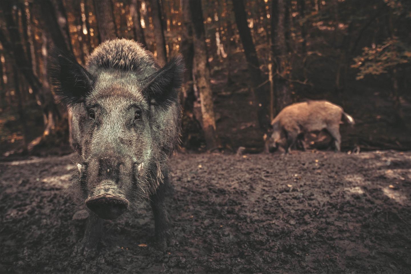 Wild pig