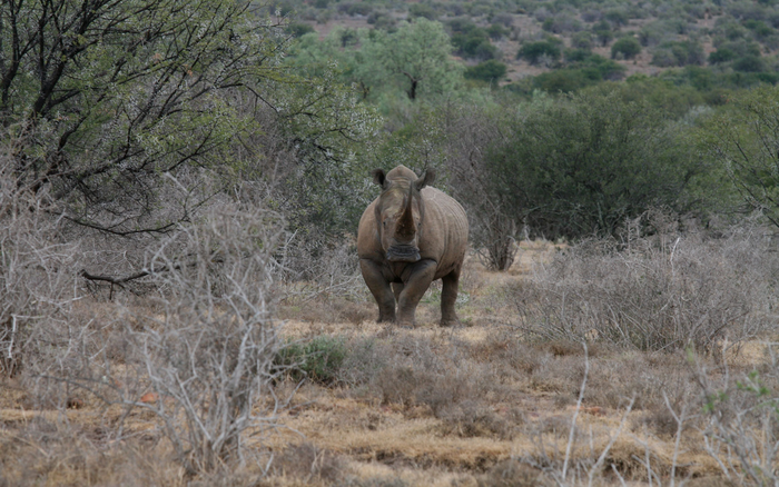 White rhino on a private game reserve in South Africa.