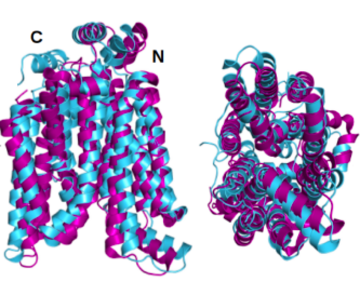 Superposed GLUT1 and QTY variant