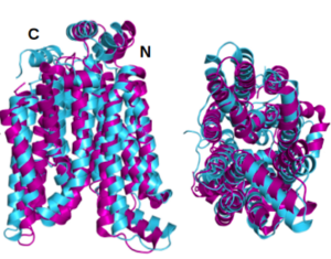 Superposed GLUT1 and QTY variant