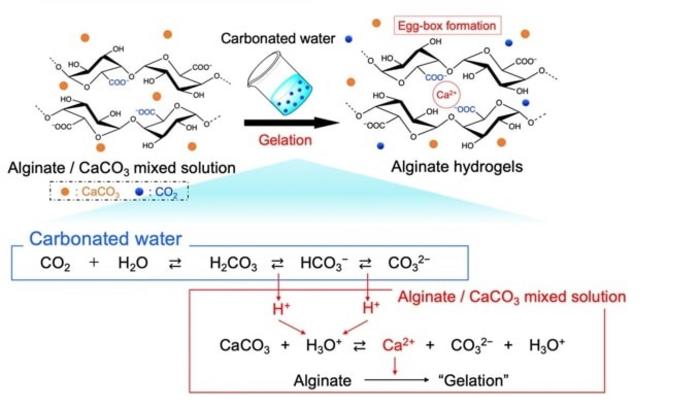 CO₂-Based Gelation Process: Mixing Alginate, Calcium Carbonate, and Carbonated Water