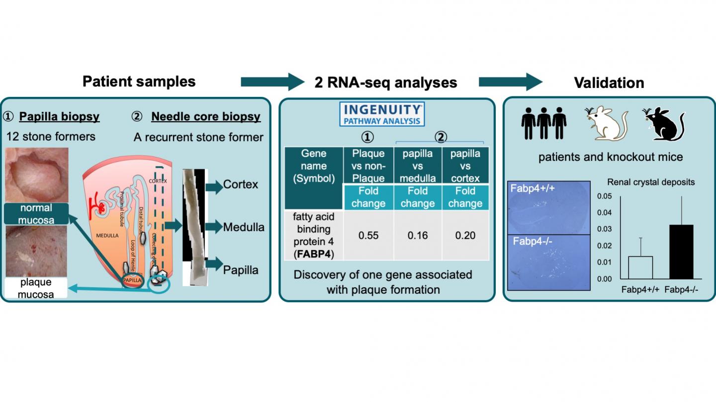 Graphical Abstract of This Study