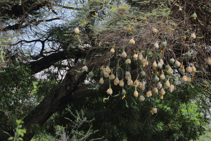 Nests of Village Weaver