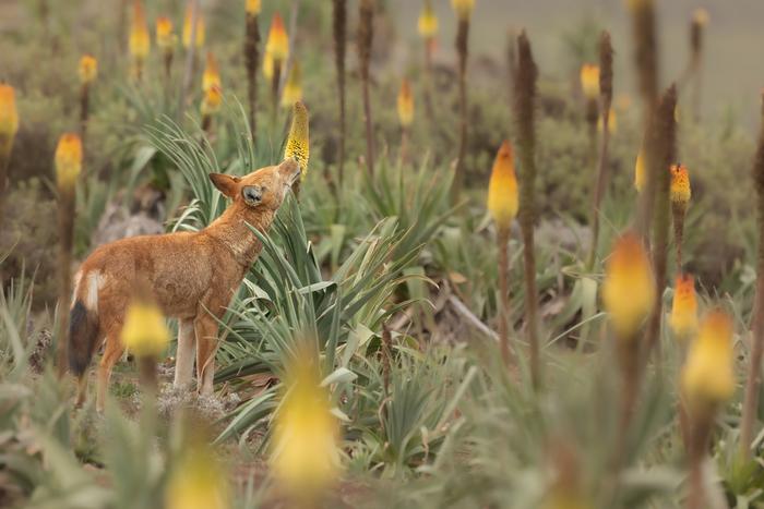 Ethiopian wolf and red hot poker flower 2