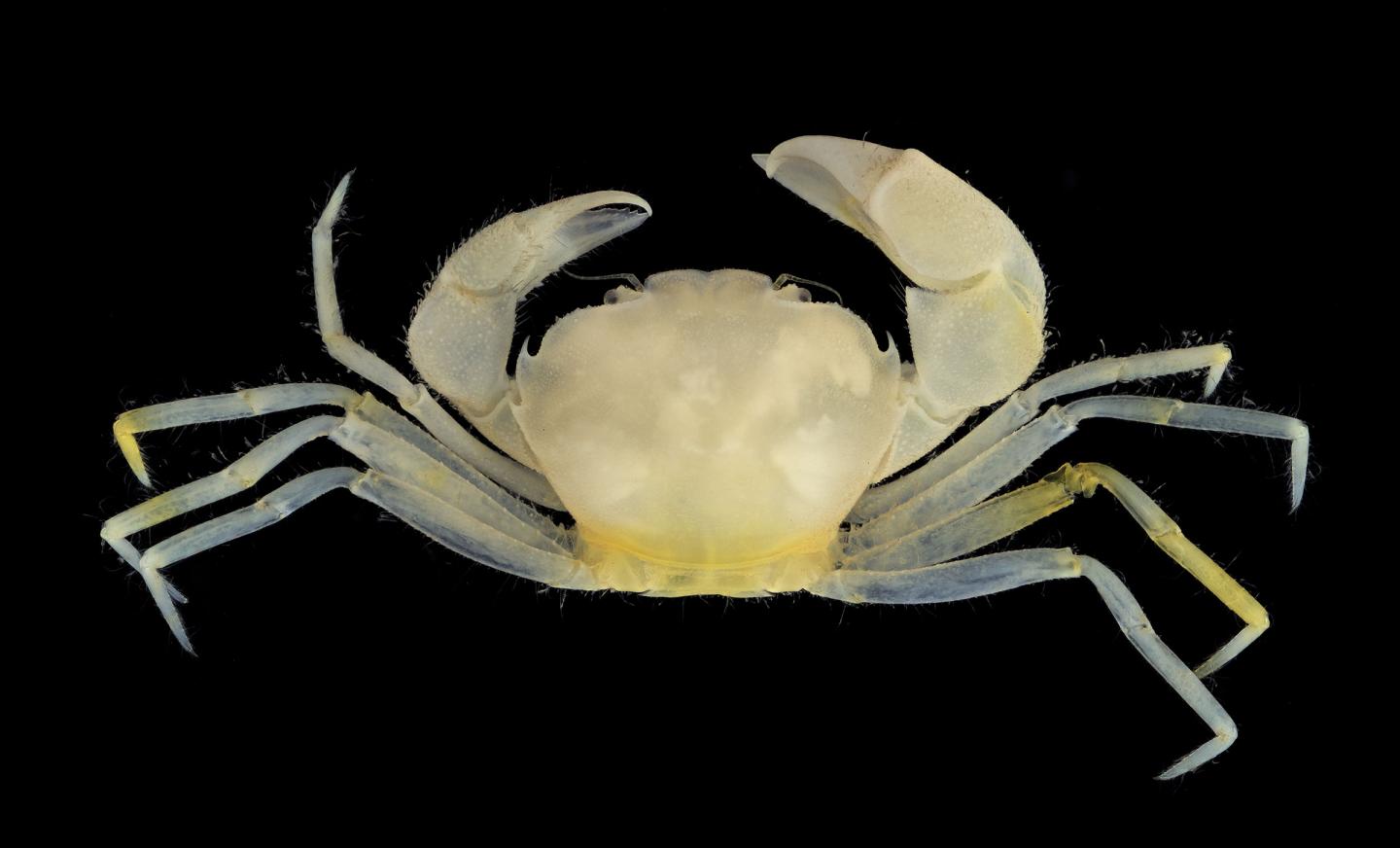 The Newly Discovered Crab Species and Genus <i>Harryplax severus</i>