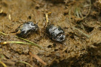 <i>Copris lunaris</i>