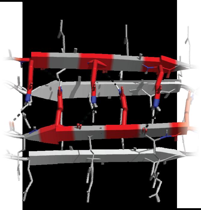 Graphical illustration of the polyQ nucleus