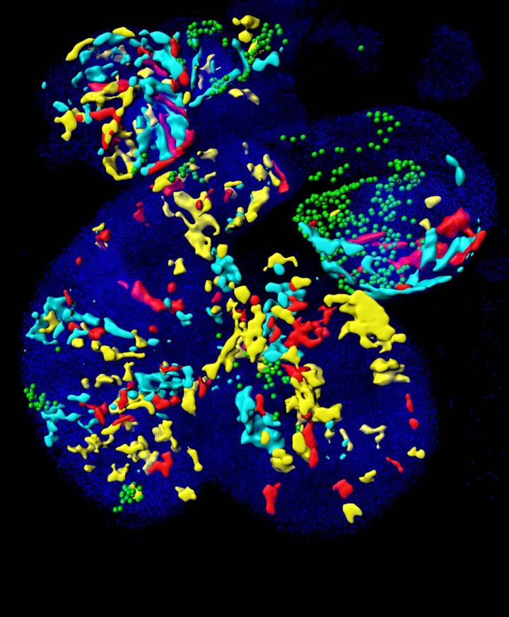 Mosaically Labeled Embryonic Heart