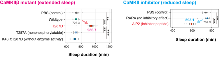 Bidirectional regulation of sleep by CaMKII