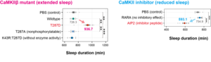 Bidirectional regulation of sleep by CaMKII