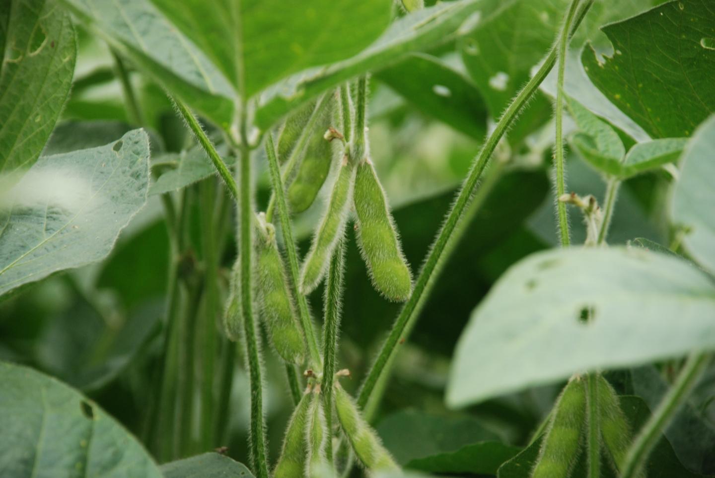Soybeans in Tennessee