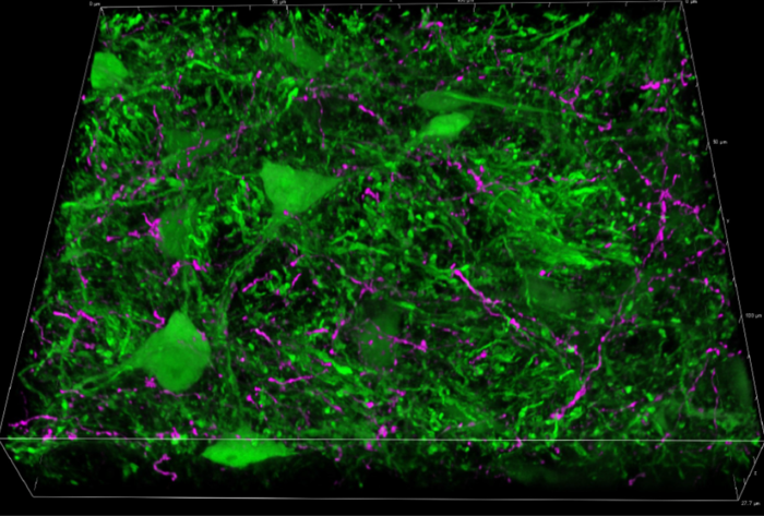 Prepulse inhibition gateway