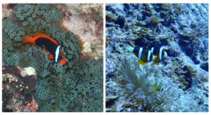 A tomato anemonefish (L) and yellow-tail anemonefish (R) in bubble-tip sea anemones in the wild