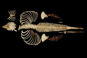 Vaquita Full Skeleton