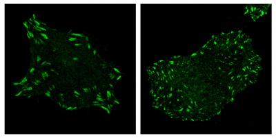 Comparison of Molecular Adhesions