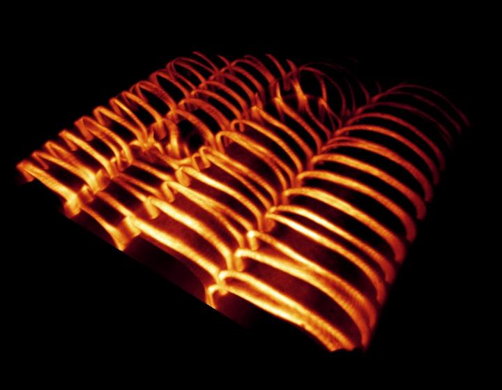 Visualization of cell wall patterns