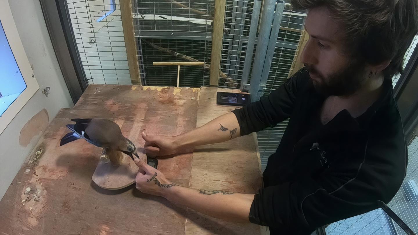 Eurasian jay making a choice