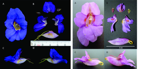 Typical flowers of I. namchabarwensis (left) and I. arguta (right)