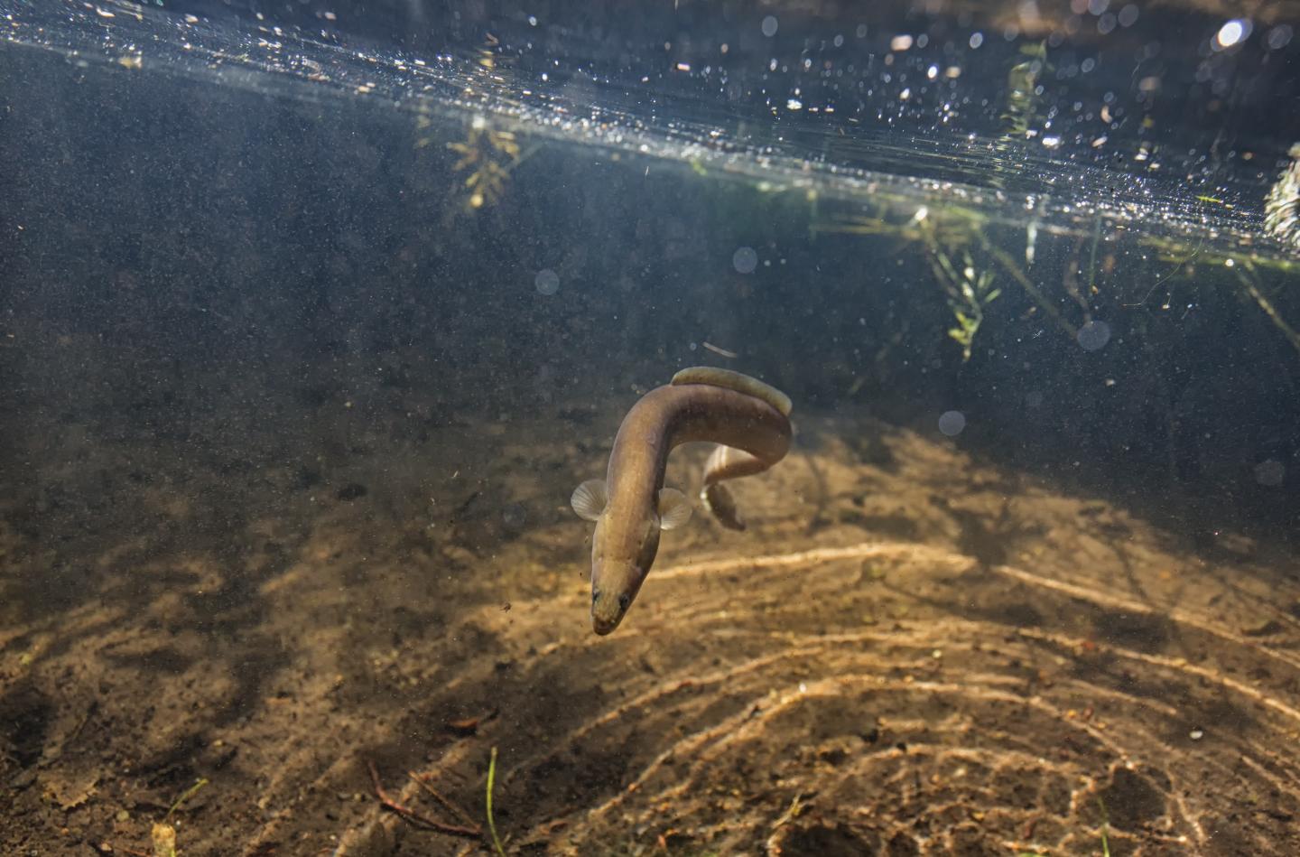 An Adult European Eel