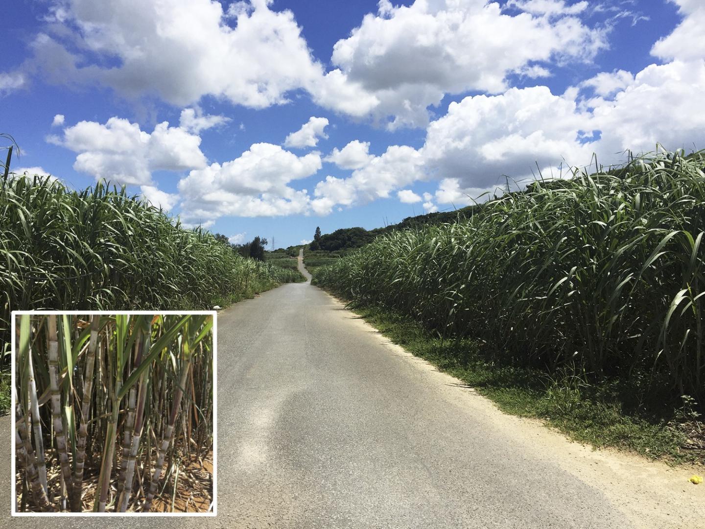 A Sugarcane Field in Okinawa