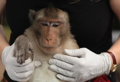 Macaque Tested for TB