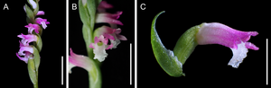 image: (A) Inflorescence. (B) Close up of inflorescence. (C) Flower. Scale bars: 10 mm (A & B) and 5 mm (C).                   view more 