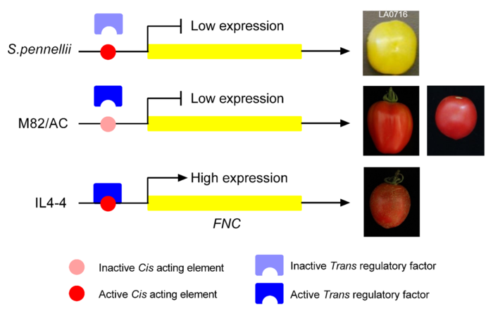 A novel fruit ‘netted-cracking’ (FNC) phenotype was discovered in tomato