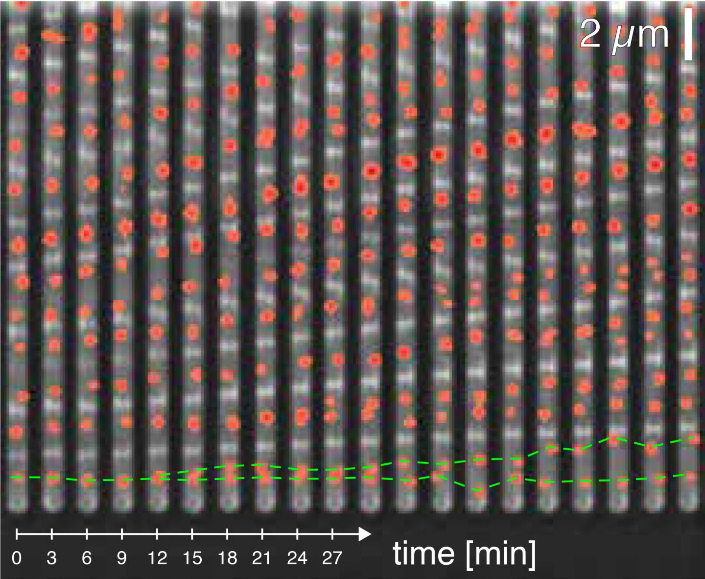 E. coli Bacteria Growing in a Microfluidic Device