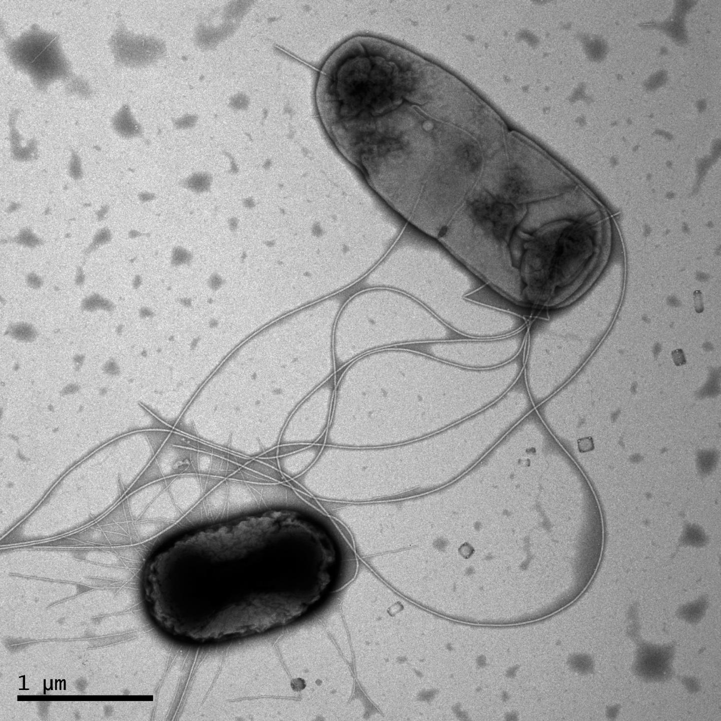 Electron Micrograph of Two Contacting <I>E. coli</I> Bacteria