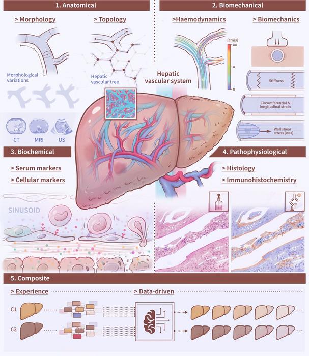 Vasomics of the liver