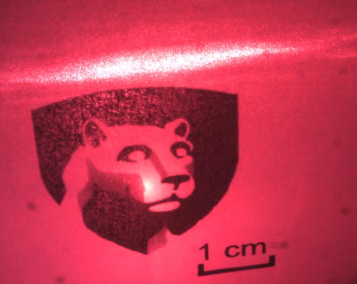 Lion Image