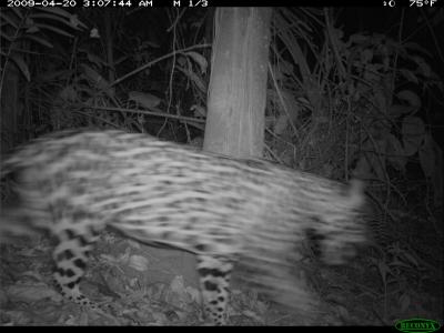 Jaguar Captured by Camera Trap