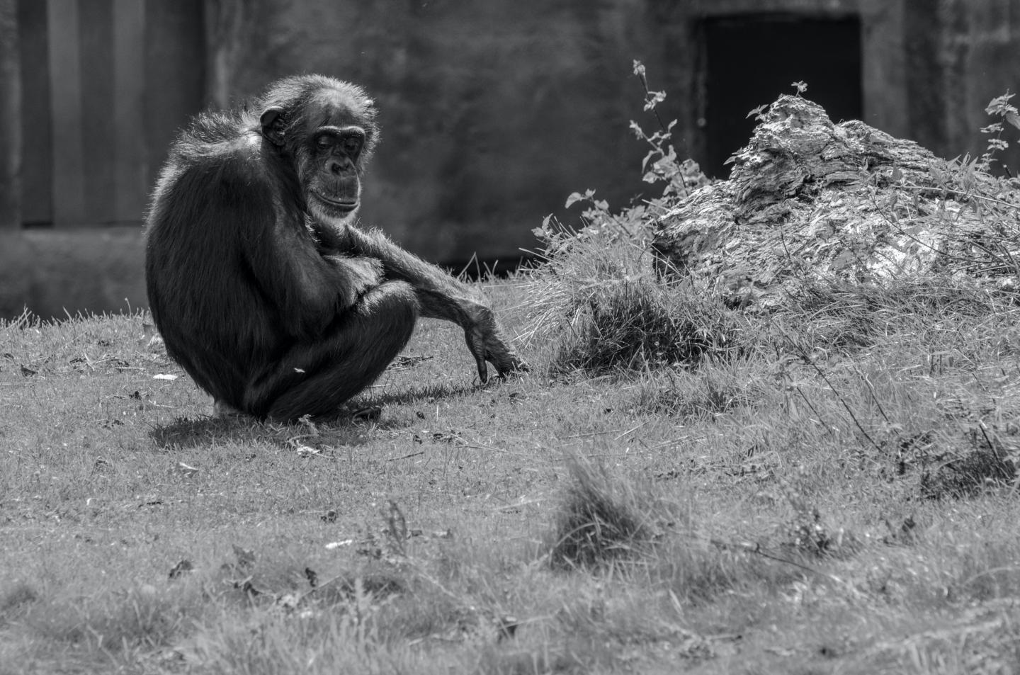 Lone chimpanzee