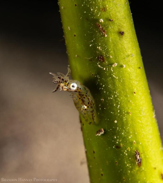 Ryukyuan Pygmy Squid (Idiosepius kijimuna) attached to a blade of seagrass, photographed in the wild. Credit: Brandon Ryan Hannan