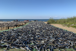 Drying little fish