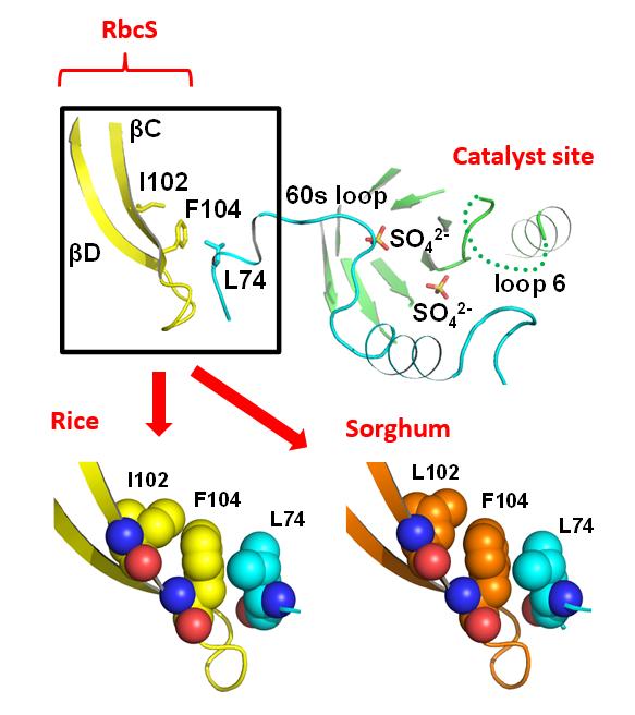 Figure 3: Structure of Rubisco's Catalytic Site