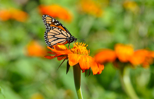 Light pollution can disorient monarch butterflies - EurekAlert