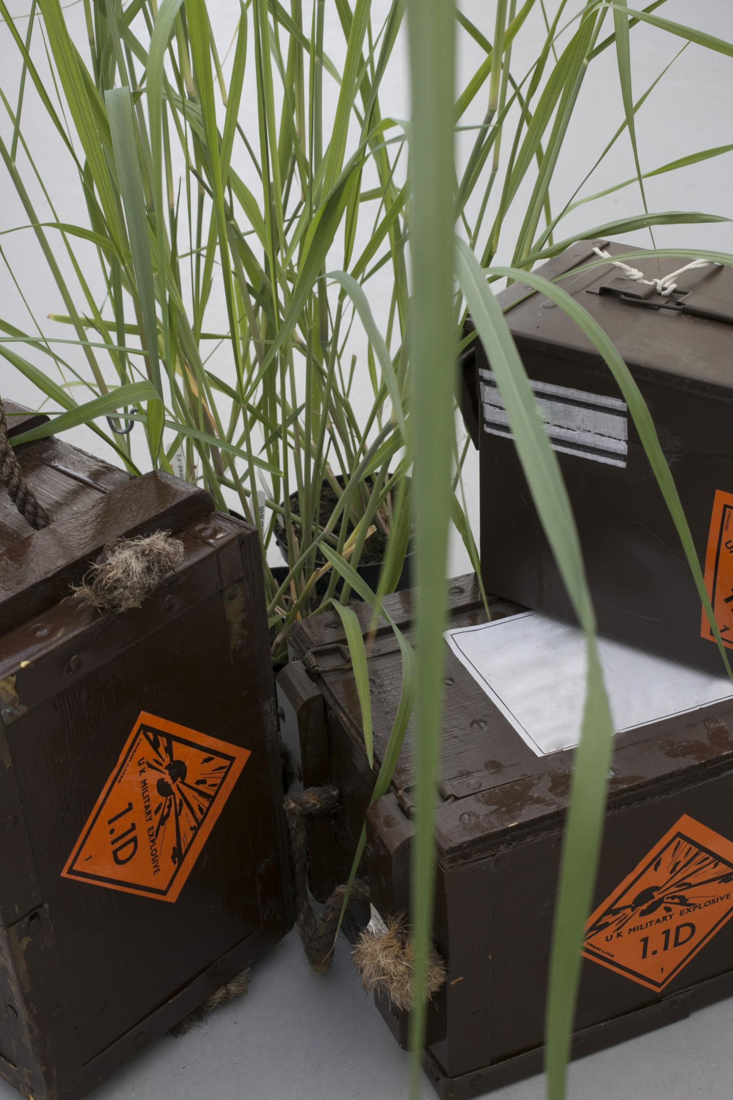 Plants Deficient in MDHAR6