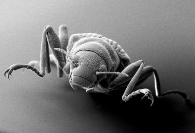 <I>Ancyronyx patrolus</I>