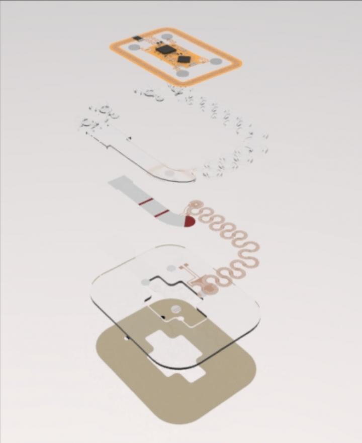 Exploded view of a skeletal mi [IMAGE] | EurekAlert! Science News Releases